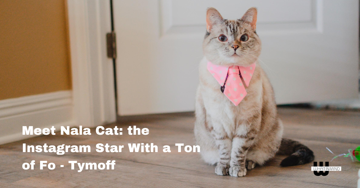 Meet Nala Cat: the Instagram Star With a Ton of Fo - Tymoff