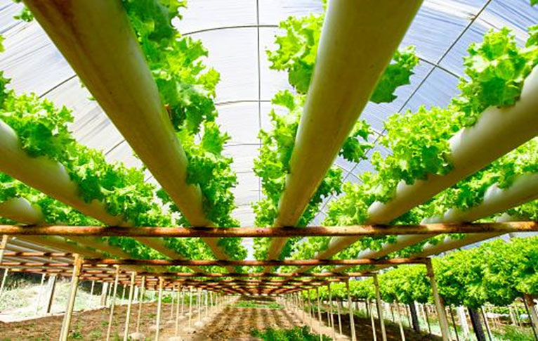 Hydroponics farming