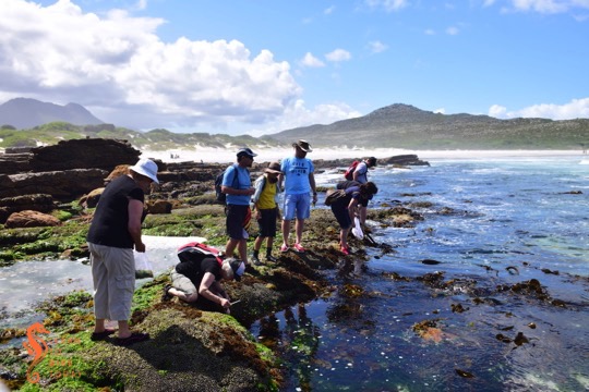 coastal foraging