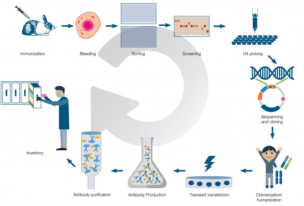 Antibody Development