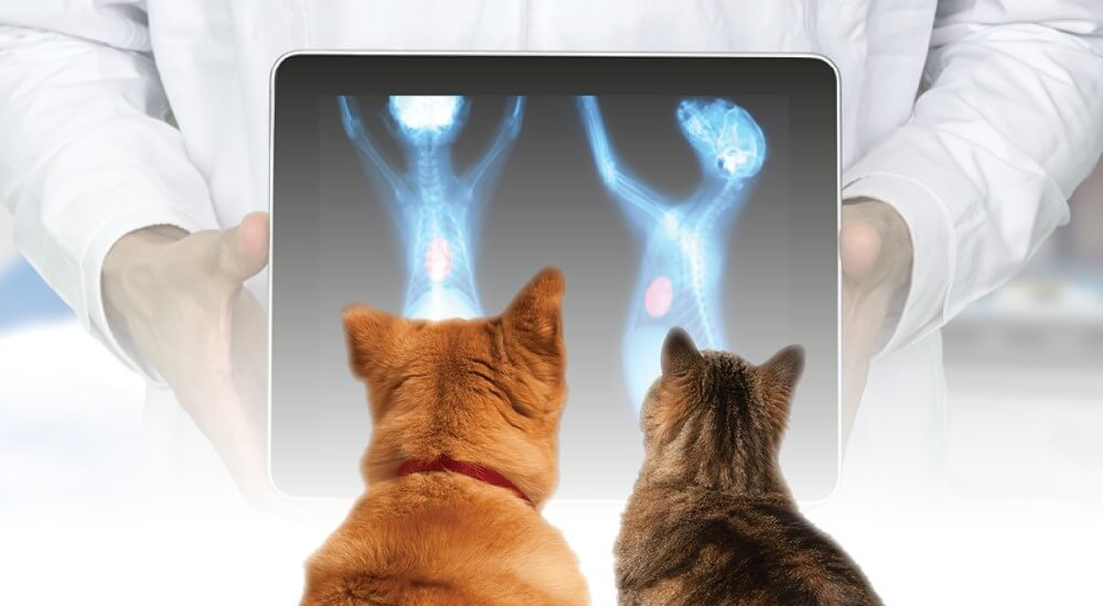 Vet Cardiology